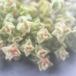 トム・サム錦　手に持っているのが1ヶになります＊多肉植物・カット苗