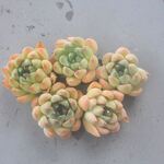 パンダ　1ヶ＊多肉植物・カット苗