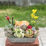 ★送料無料★♡そのまま飾れる♡お昼寝ネコちゃんの多肉植物寄せ植え╰(*´︶`*)╯♡