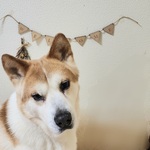 ハロウィン 飾り プロップス フォトプロップス ハロウィンセット ウォールシェルフの世界 秋の収穫祭 ゴースト ハロウィン飾り ウォールデコ