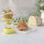 ミニチュアうさ飼育セットꪔ̤̥ꪔ̤̮ꪔ̤̫【ホーランドロップ・オレンジ】