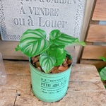 現品！ミニ植物♡【カラテア】おしゃれナチュラルグリーン♡みどり系ブリキ鉢！素敵な観葉植物