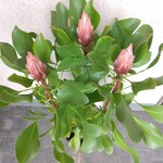 【現品】希少　珍しい　キングプロティア【リトルプリンス】大株　3本立　観葉植物　豪華花　花鉢　【送料無料・一部地域除く】