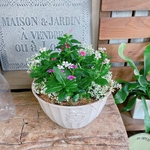 現品！可愛い♡【ナチュラルガーデン寄せ植え】夏花火 日々草ガーデニング♪ホワイト系器