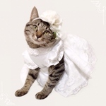 ジューンブライド♡シンプルウェディングドレス〜犬猫ワンピースドレス