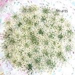 ♡new♡作家様必見♡ ♡レースフラワー 押し花♡