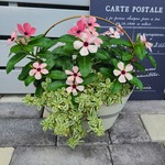 モネな寄せ植え