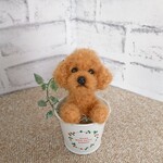 羊毛フェルト  犬  トイプードル ☆ アレンジメント缶
