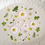 押し花素材206　小花のミックスセット　花材　ホワイト　グリーン