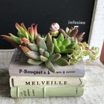 多肉植物寄せ植え(インテレクチュアル)