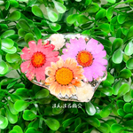 【イロトリドリ🌷🌱🌸🌿🌼☘️🌈】カラフル／ノースポール／押し花／クリア／大ぶり／大きい／バレッタ／ヘアーアクセサリー／花