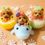 いるかトイプーちゃん、アプリコットの子
🍈夕張メロントイプーちゃん、アプリコットの子
🍊夏みかんトイプーちゃん、レッドの子。夏のトイプーセット