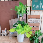 現品♡【幸福の木 グリーン寄せ植え】人気！育てやすい大きめ観葉植物♡ナチュラルグリーン