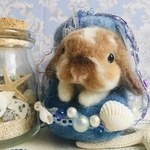 🐰マーメイド気分のゼルダちゃん🧜‍♀️