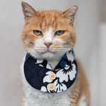紺色アロハ