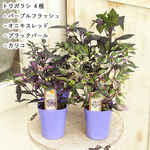 🌷草花苗 観賞用 トウガラシ パープルフラッシュ 2.5号ポット 斑入り カラーリーフ ガーデニング🌷