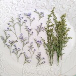 押し花素材209　お買い得ミックスセット　花材　ブルーファンタジア　ソリダコ
