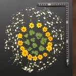 押し花  特別オーダー品 NO.274