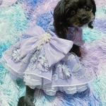 犬猫うさちゃん服　数量限定！　パープルのふりふりプリンセスドレス