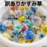 【※訳あり】染めかすみ草のドライフラワー
