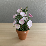 4   朝顔の花鉢　　　