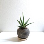●空気浄化植物●新作● レア　”サンスベリア　ボブ　mini coco鉢/受け皿セット（セメント製）”　観葉植物　エコプランツ　サンスベリア　マイナスイオン
