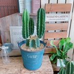 希少！現品♡【ジャンク風 柱サボテン】大人気！！毎回好評♪カッコイイさぼてん♡渋かっこいい青系ブリキ鉢！