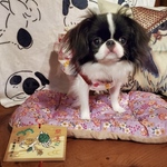 オーダー　茶々ちゃんの黄色いワンピ