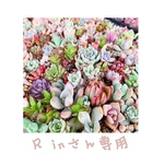 R inさん専用です