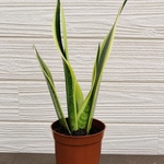 サンスベリア　開運☆観葉植物