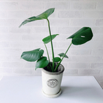 モンステラ＊鉢＋水受けセット＊観葉植物＊おしゃれ＊ヴィンテージ加工