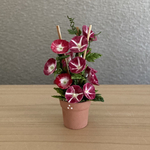 9   朝顔　　テラコッタ鉢