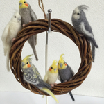 六羽のオカメインコのリース♪