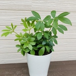 カポック　3株まとめてセット　開運☆観葉植物