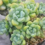 セダム　ピンクラウル　1個＊多肉植物・人気