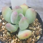 　三日月美人　＊多肉植物・人気