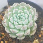 メキシコ姫レン　＊多肉植物・人気