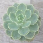 メロン　＊多肉植物・人気