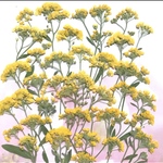 黄色のアリッサムの押し花