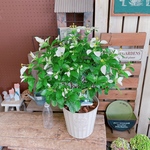 大きめ♡【ハンカチの花ホワイトコンロンカ 】ボリューム満点♡毎年楽しめる植物♡黄色のお花！白のオシャレ器