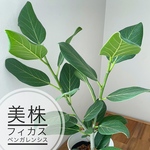 現品のみ！美株「フィカス・ベンガレンシス」5号鉢