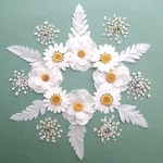 押し花セットH＜組み立ての白いお花・ノースポール・レザーファン・レースフラワー＞