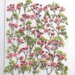 かすみ草とアナベルの押し花