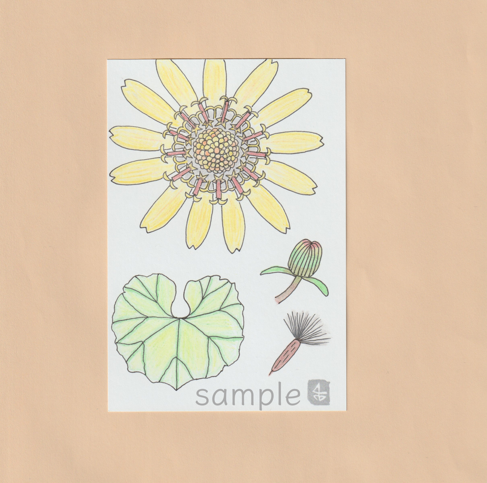 【絵画】ボタニカルアート　「つわぶき」原画 絵画】ボタニカルアート「つわぶき」原画