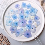  【押し花素材】紫陽花　水彩カラー