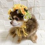 犬 薔薇のお帽子🌹黄色のバラ
