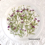 【押し花素材】姫かすみ草　白と紫