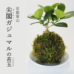 『パンダガジュマルの苔玉』風水パワー★多幸の樹★苔玉★プレゼント★インテリア★受皿付★観葉植物★送料無料