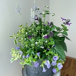 ボリュームたっぷり⭐︎さわやかな夏の花の寄せ植え