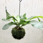 コウモリラン ビカクシダ  アルシコネ  苔玉 ハンギング